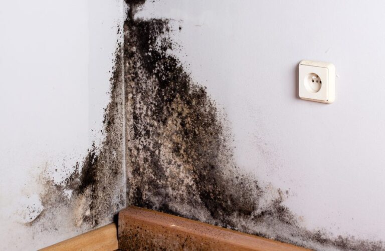 ARE BLACK MOLDS FROM WATER SEVERE HEALTH PROBLEMS?