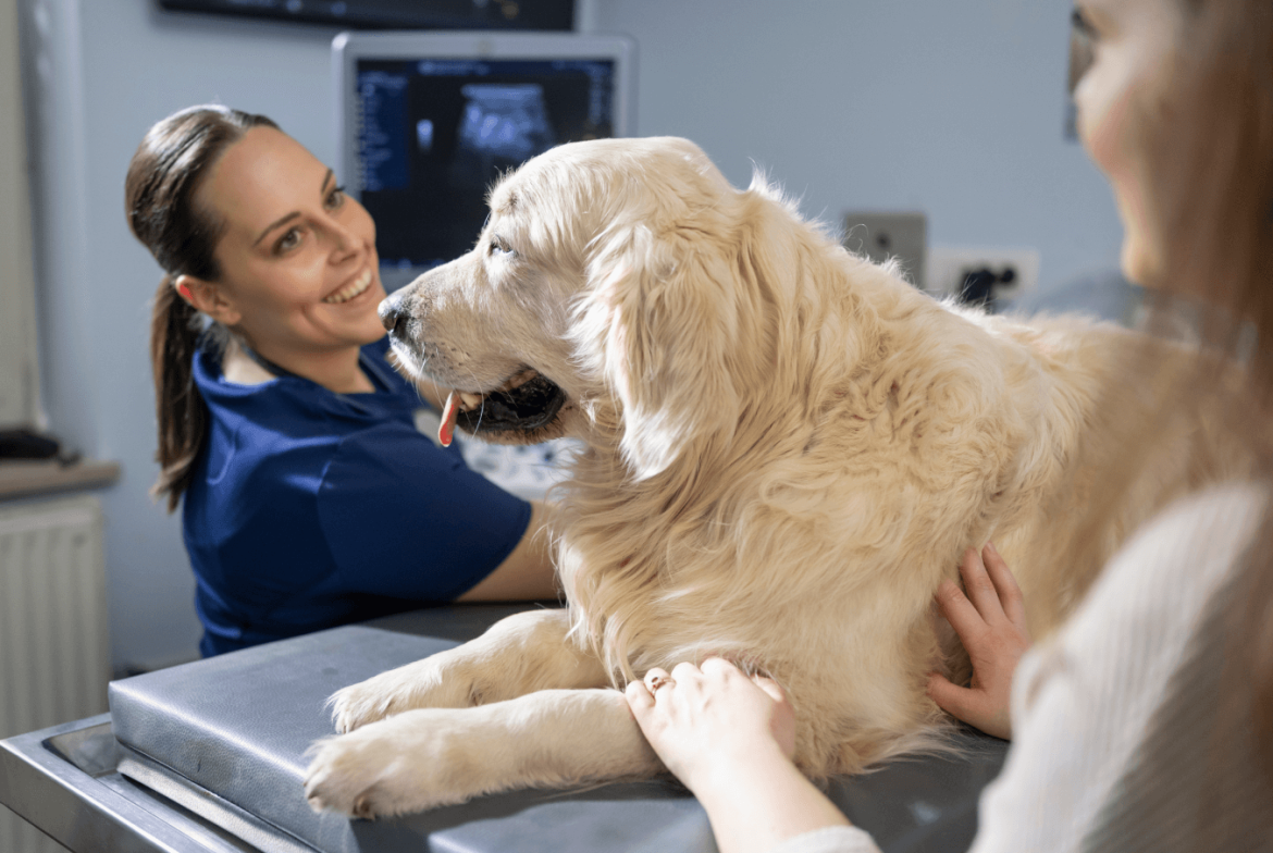 How Veterinary Hospitals Support Lifelong Wellness For Pets
